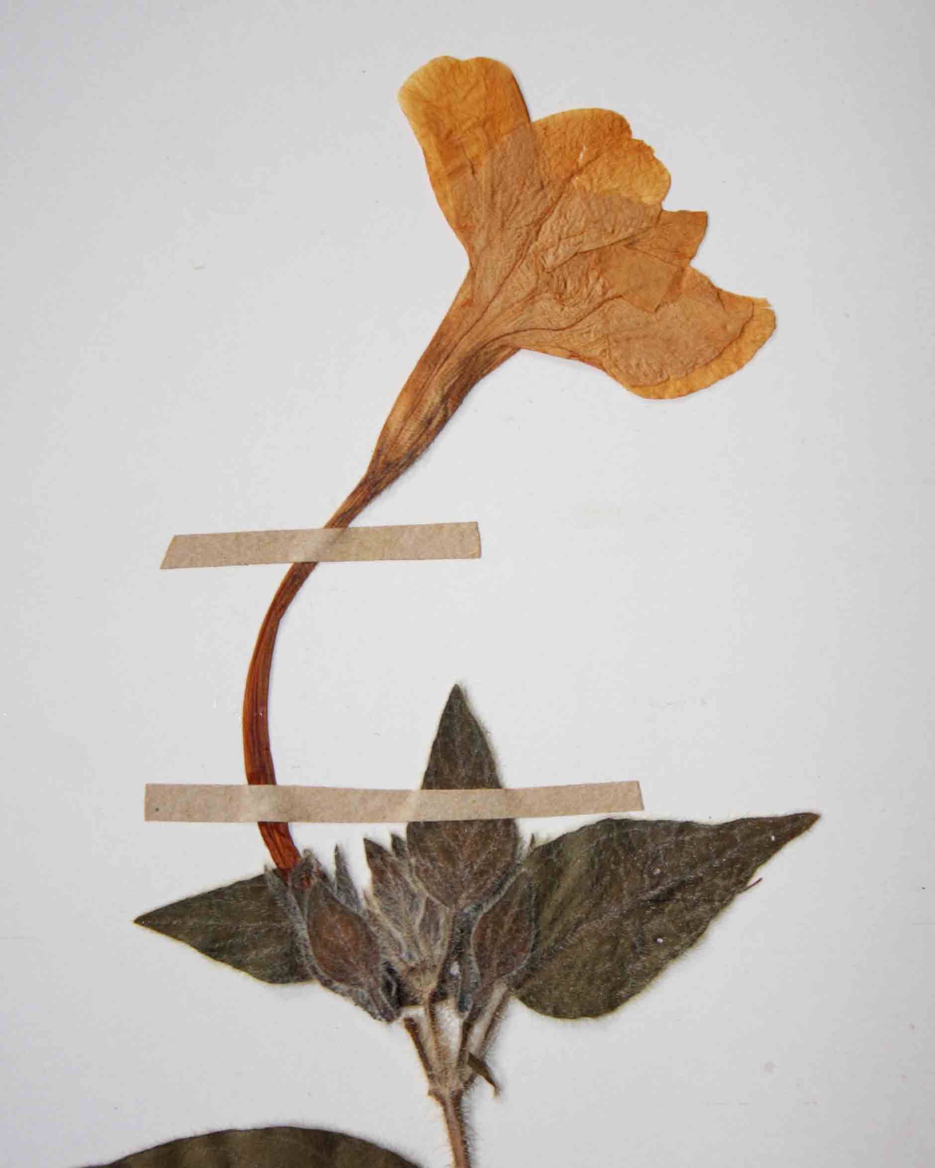 Ruellia bignoniiflora