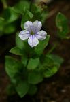 Ruellia cordata