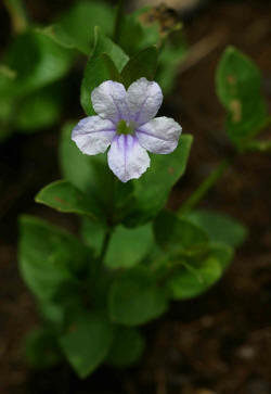 Ruellia cordata