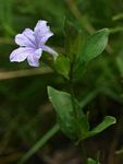 Ruellia cordata
