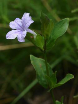 Ruellia cordata