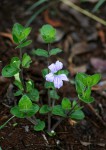 Ruellia cordata