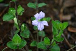 Ruellia cordata
