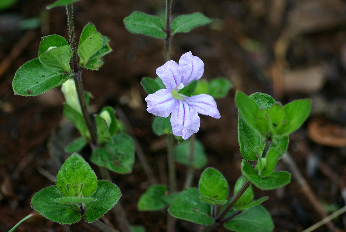 Ruellia cordata