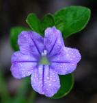 Ruellia cordata