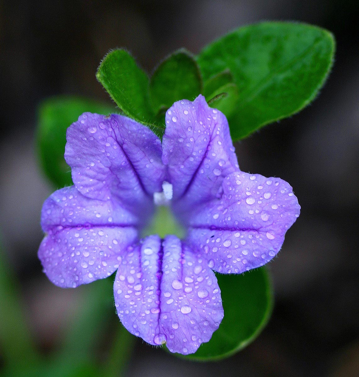 Ruellia cordata