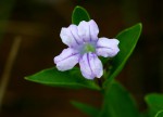 Ruellia cordata
