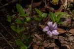 Ruellia cordata