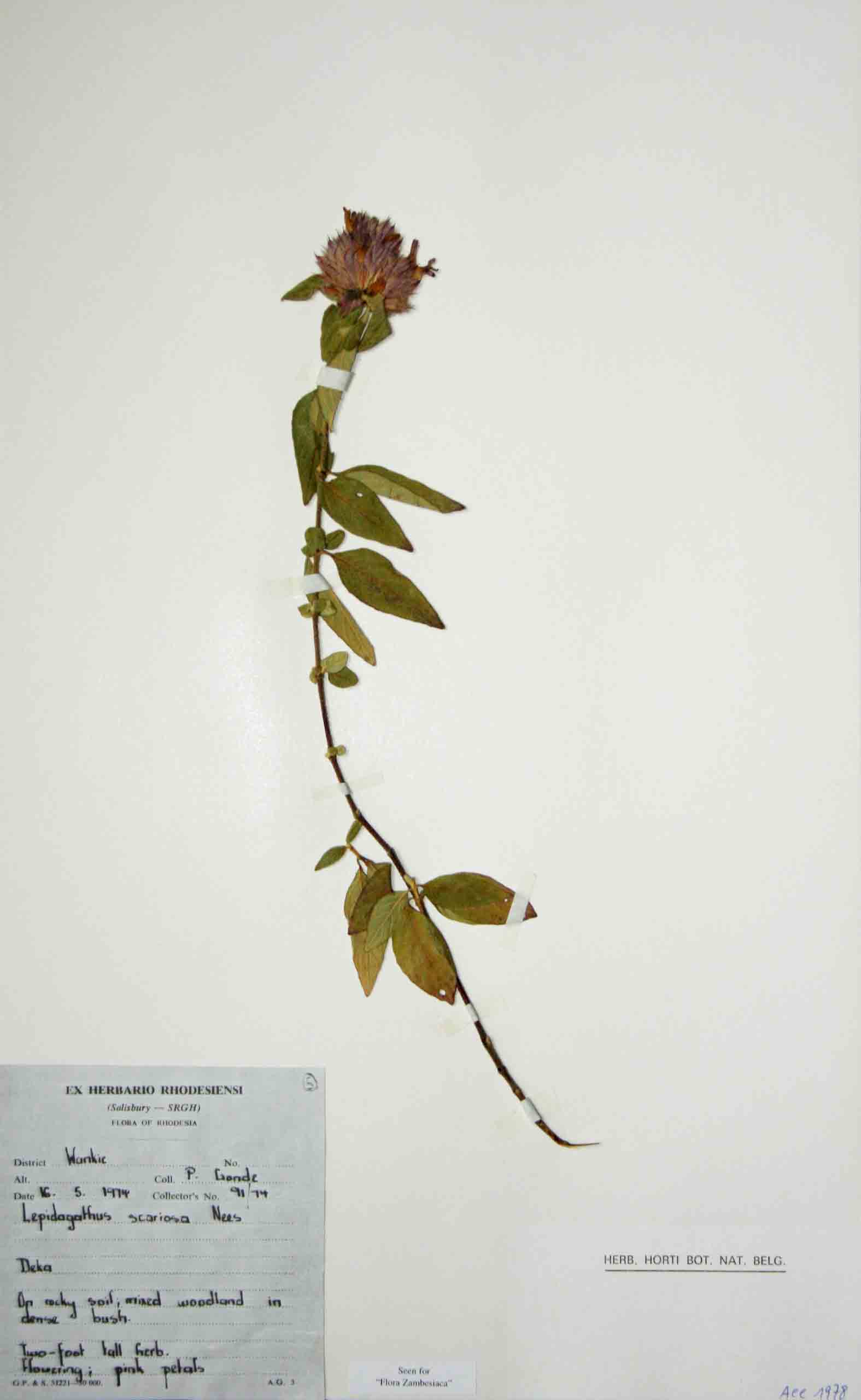 Lepidagathis scariosa