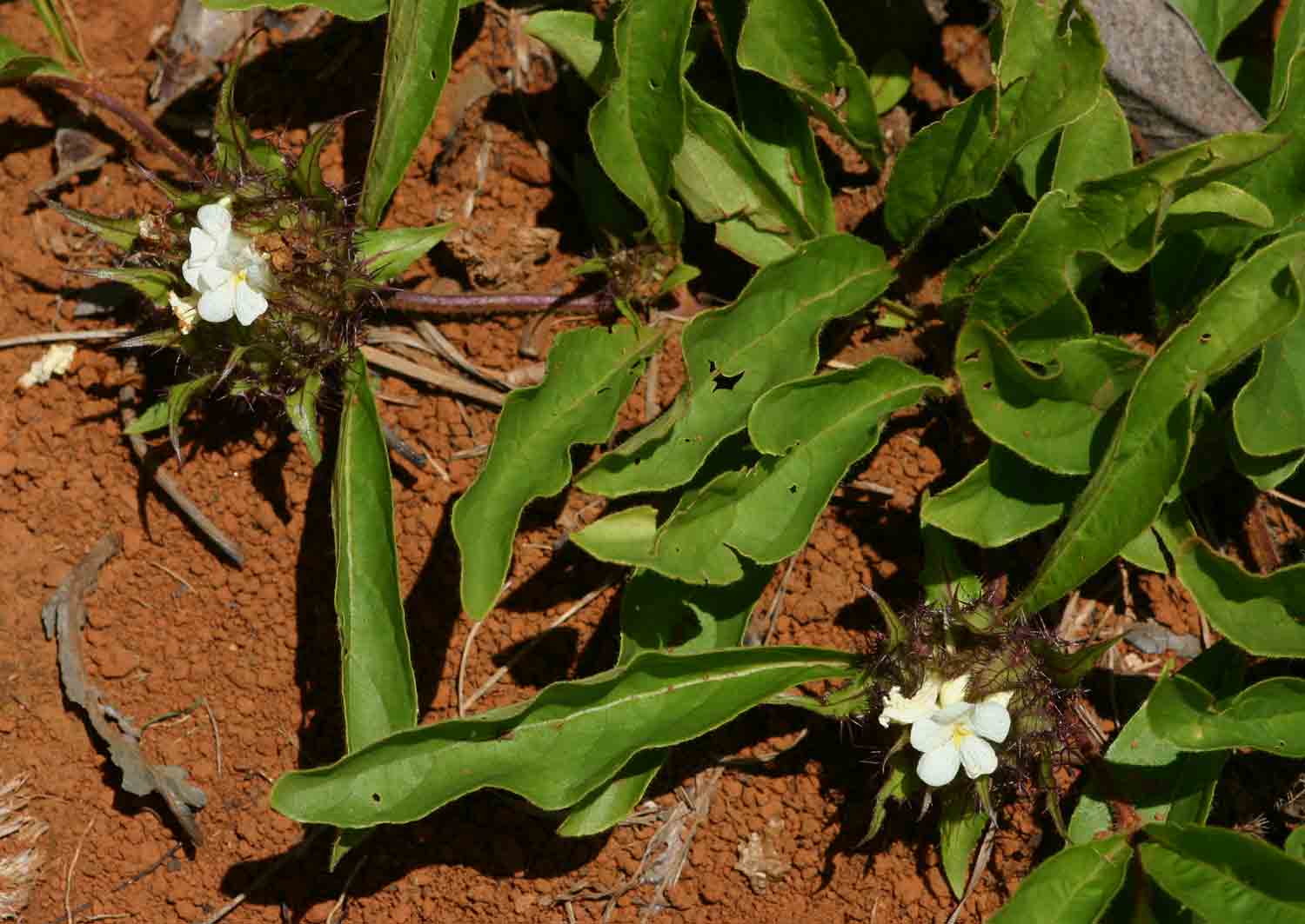 Crabbea cirsioides