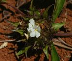 Crabbea cirsioides