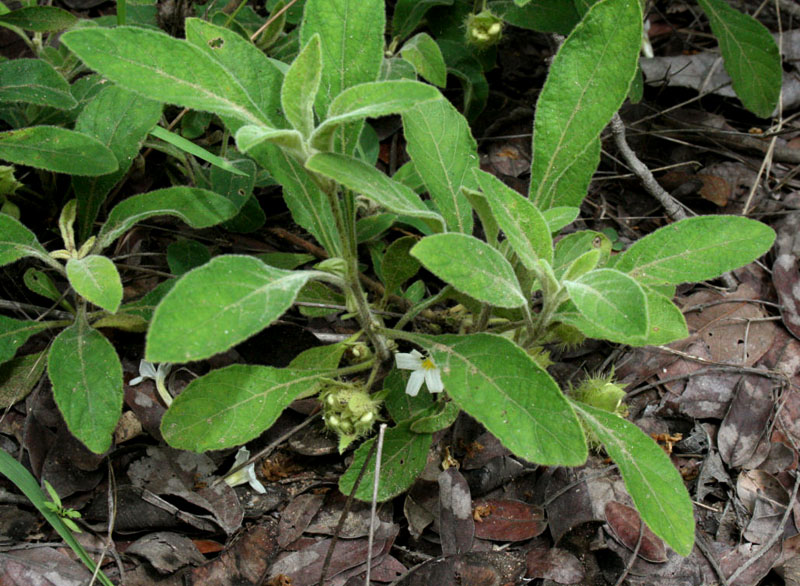 Crabbea velutina