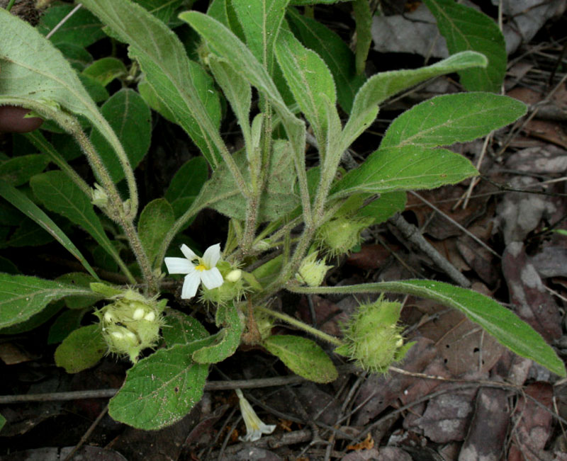 Crabbea velutina