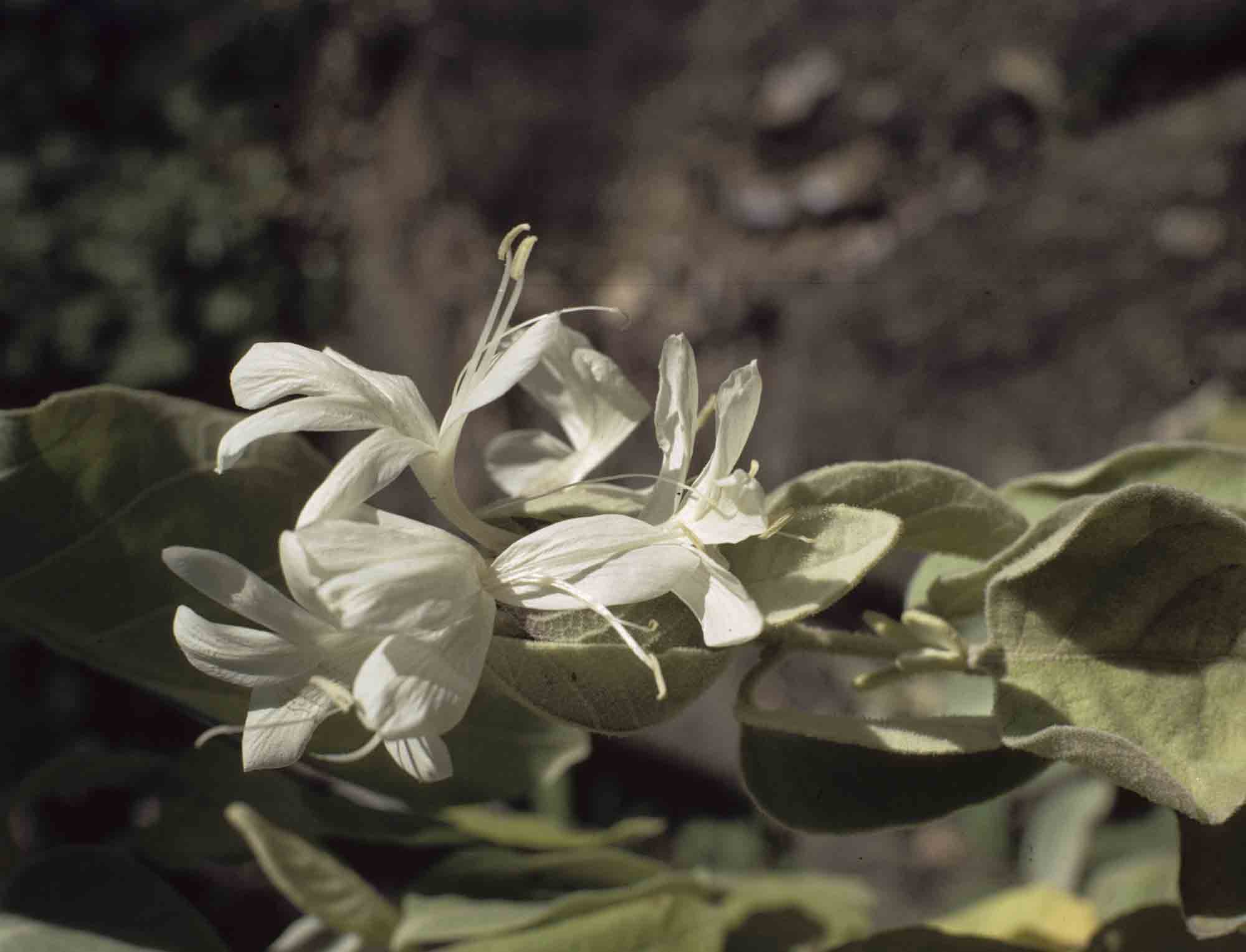 Barleria albostellata