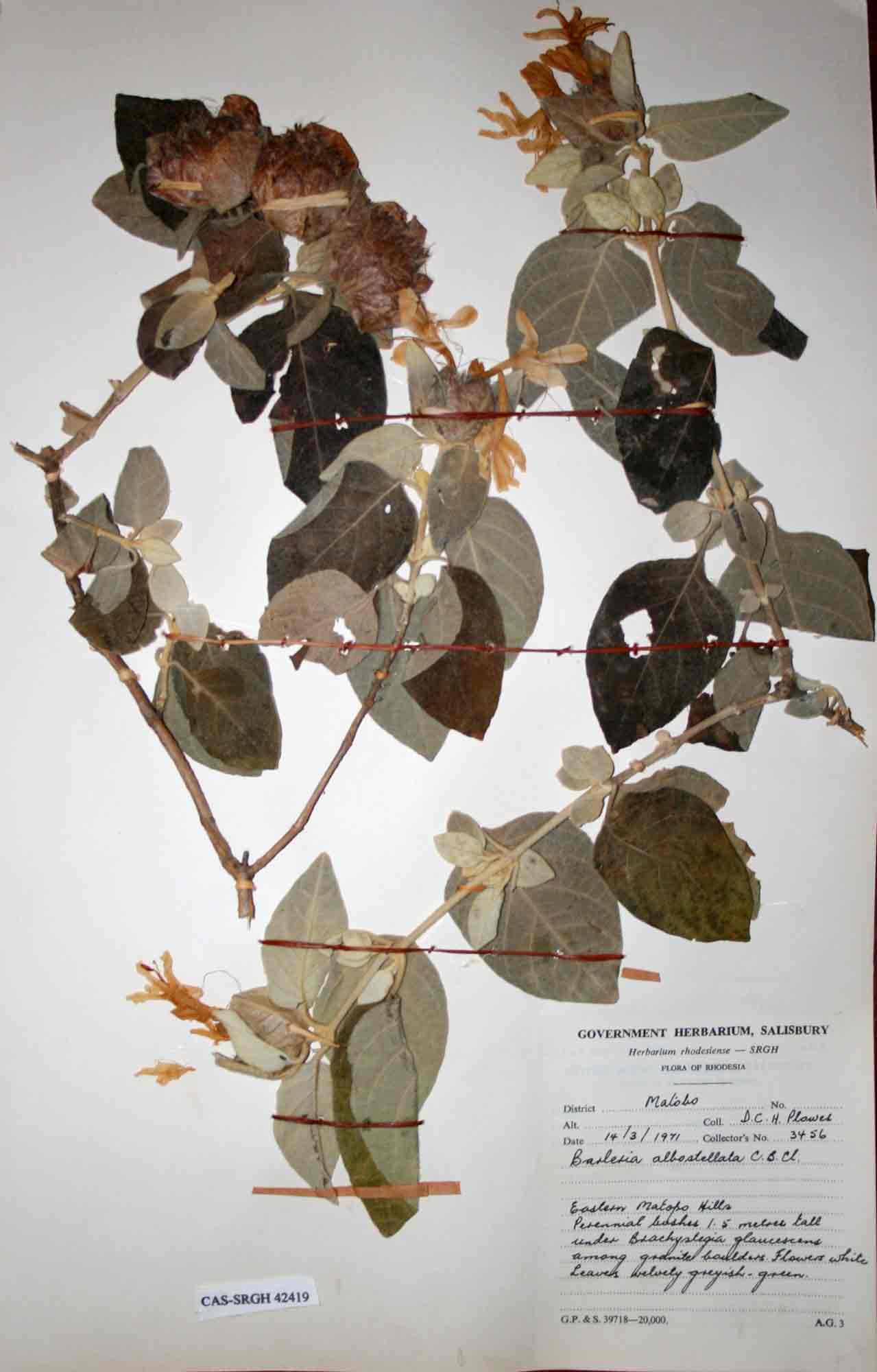 Barleria albostellata