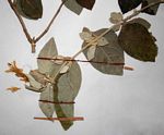 Barleria albostellata