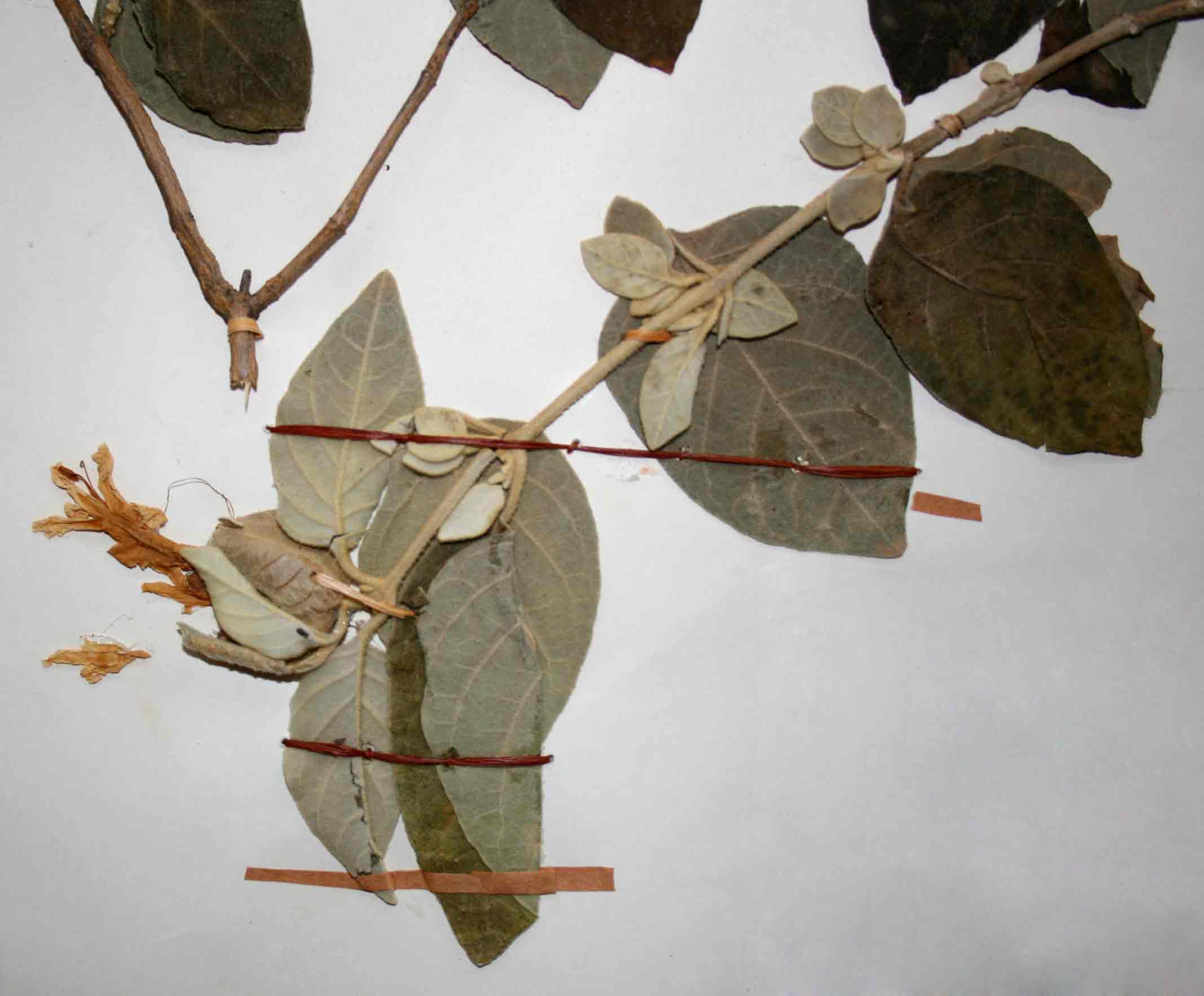 Barleria albostellata