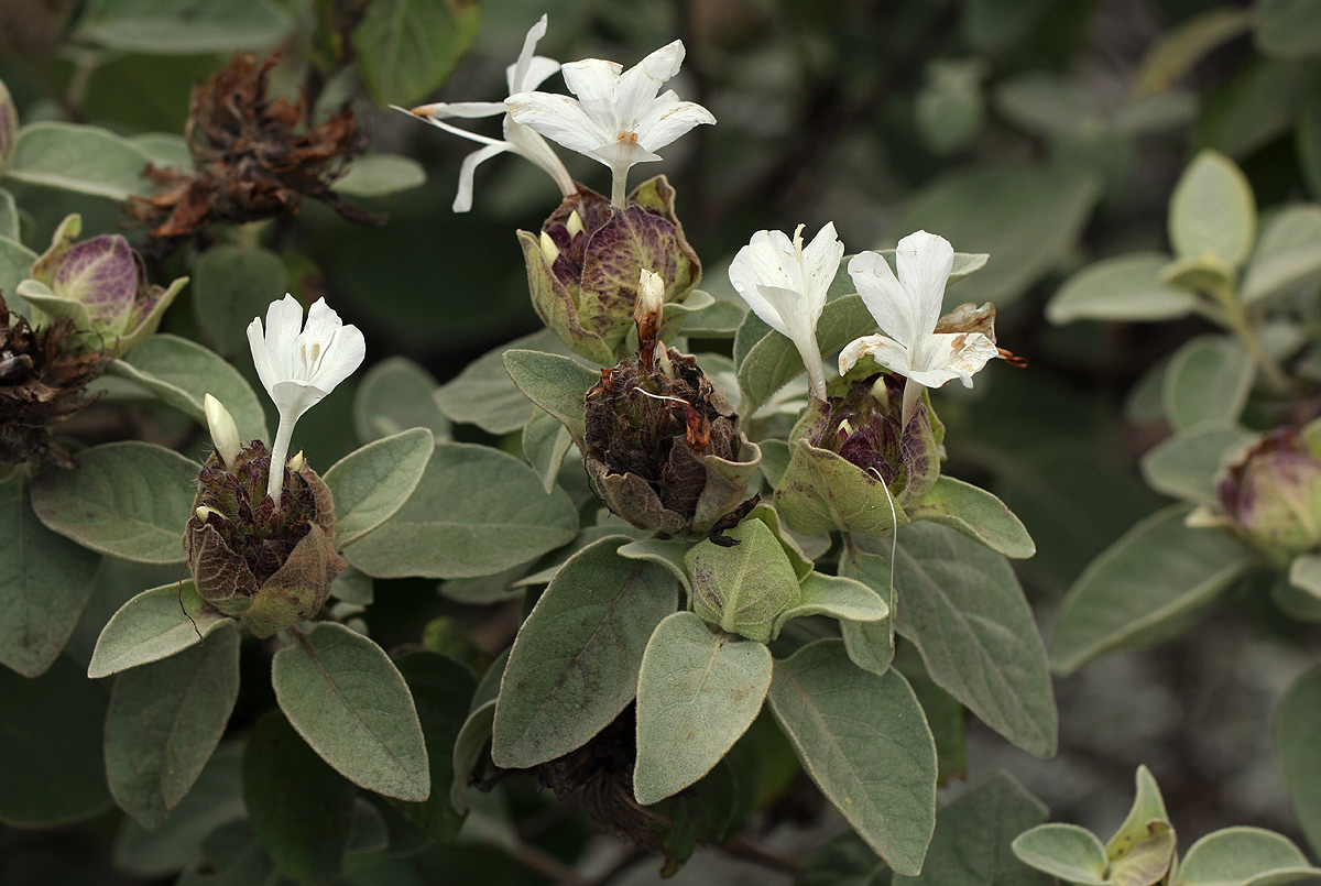 Barleria albostellata