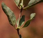 Barleria capitata