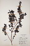 Barleria capitata