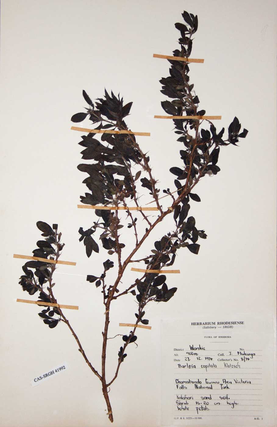 Barleria capitata