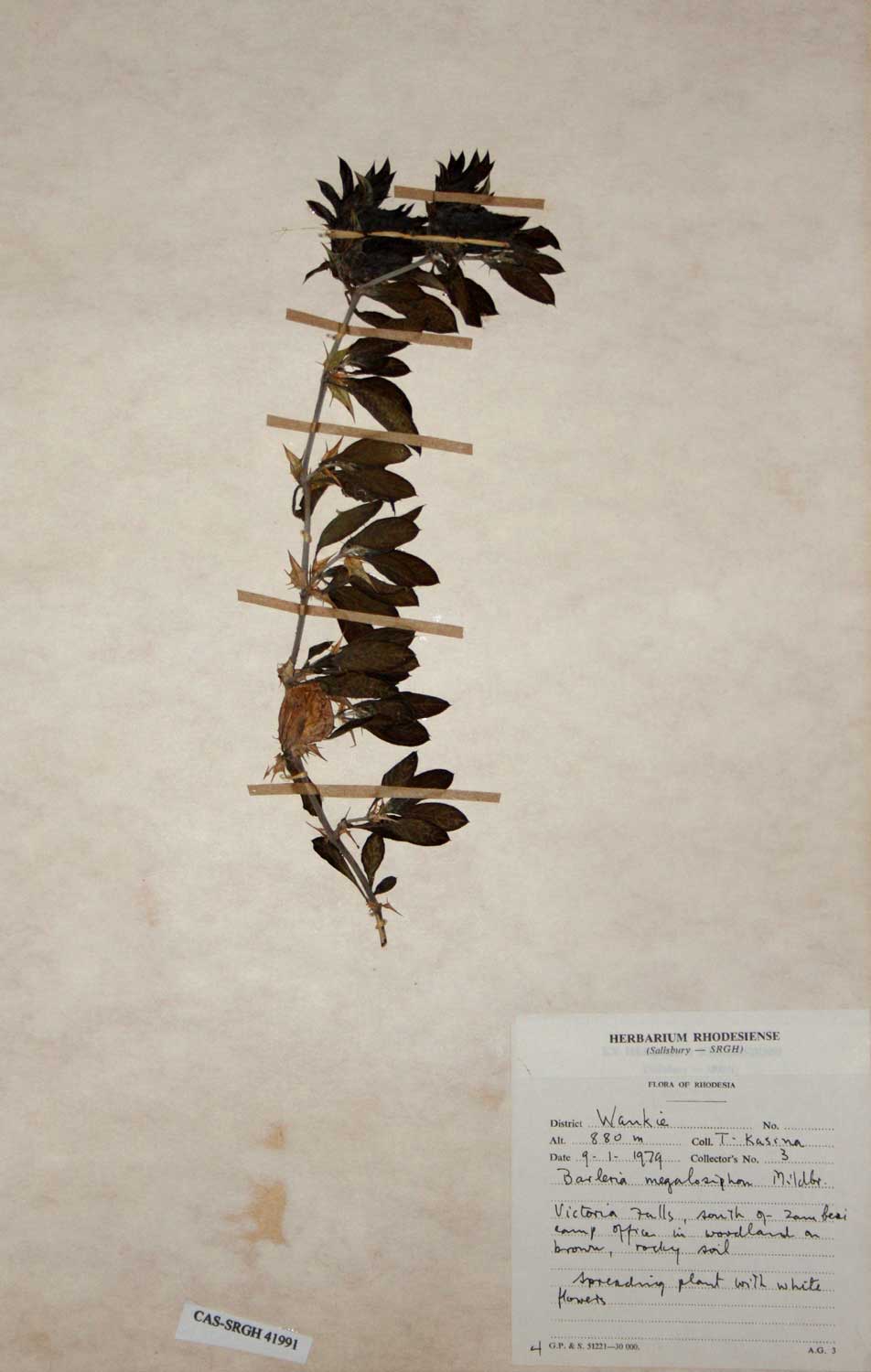 Barleria capitata
