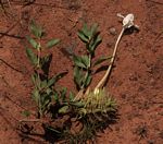 Barleria capitata