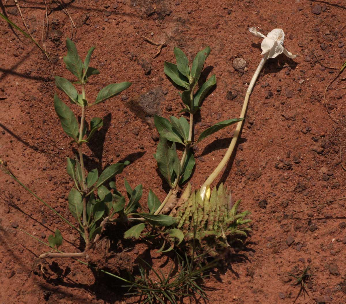 Barleria capitata