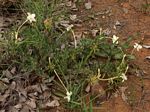 Barleria capitata