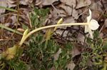 Barleria capitata