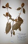 Barleria crossandriformis