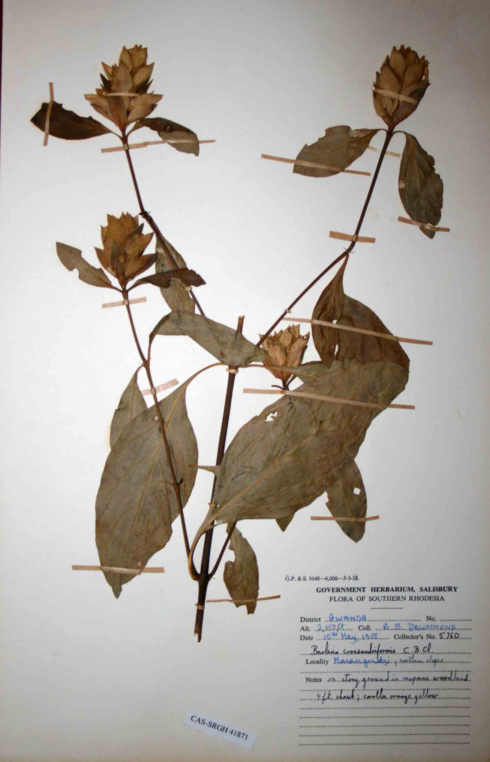 Barleria crossandriformis