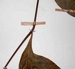 Barleria crossandriformis