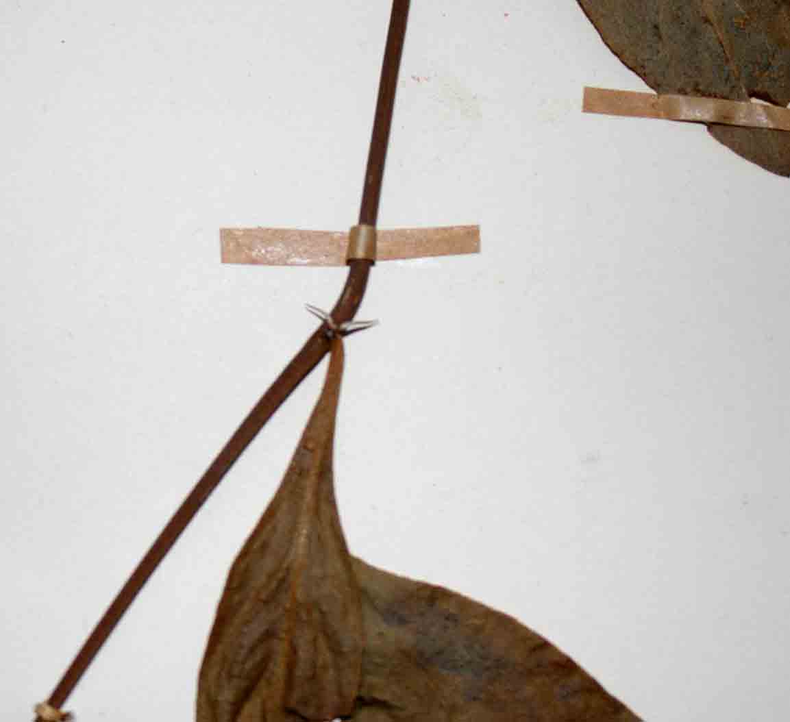 Barleria crossandriformis