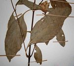 Barleria crossandriformis