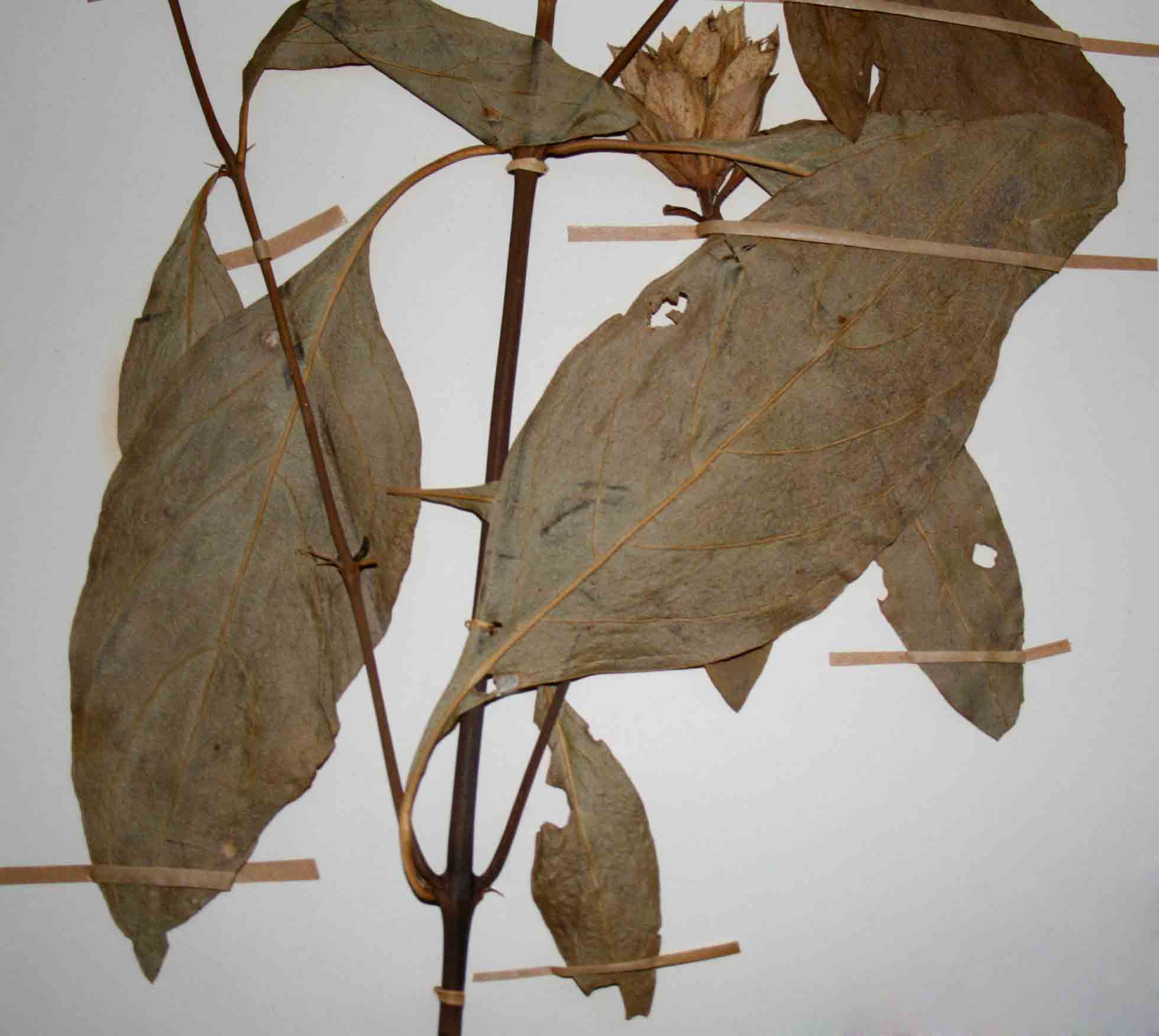 Barleria crossandriformis