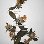 Barleria elegans subsp. orientalis