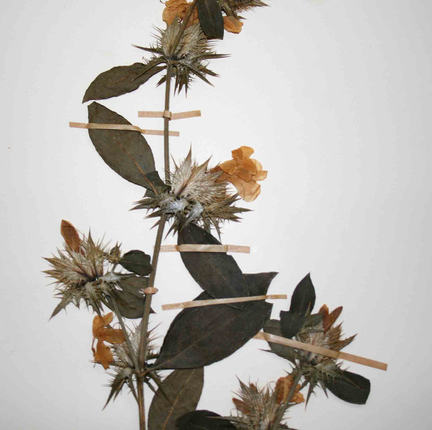 Barleria elegans subsp. orientalis