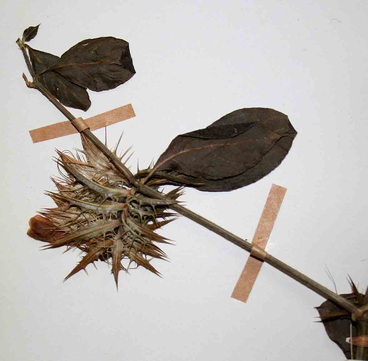 Barleria elegans subsp. orientalis