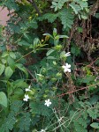 Barleria elegans subsp. orientalis