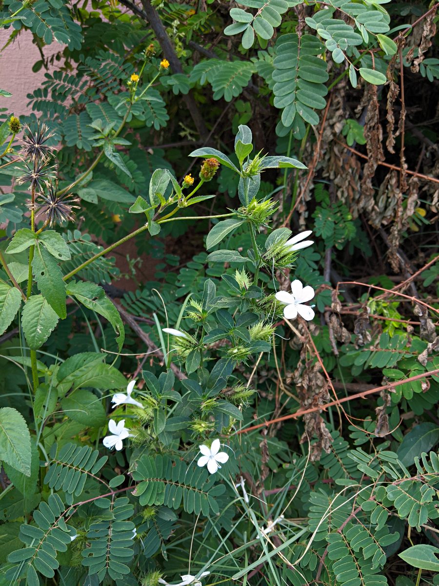 Barleria elegans subsp. orientalis