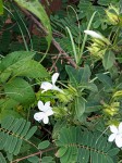 Barleria elegans subsp. orientalis