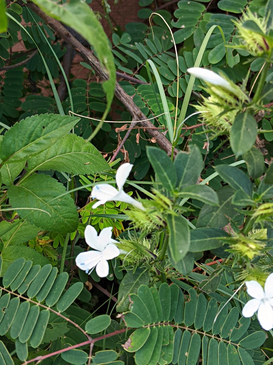Barleria elegans subsp. orientalis