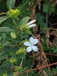 Barleria elegans subsp. orientalis