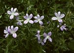 Barleria hirta