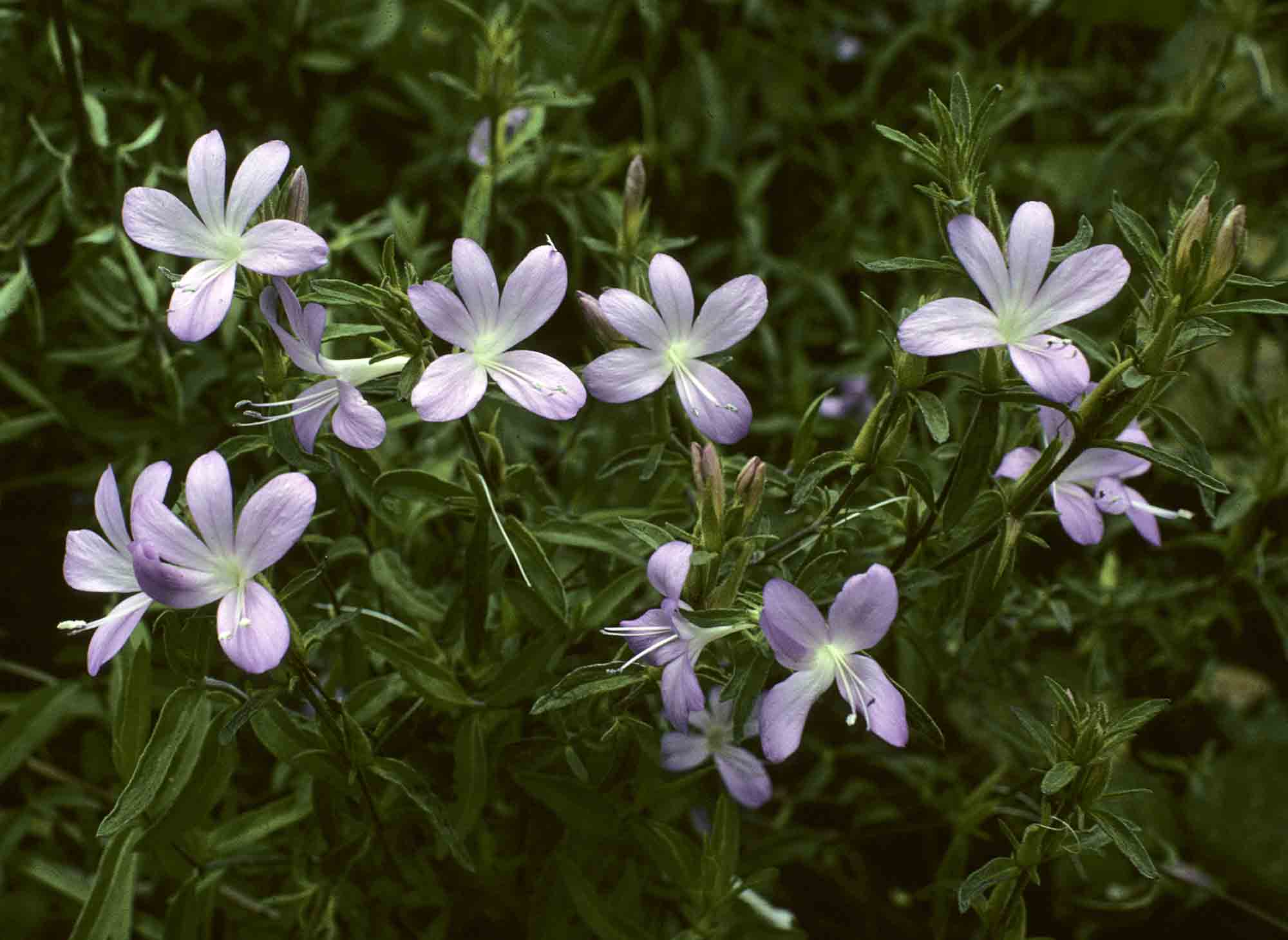 Barleria hirta