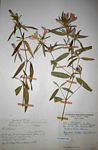 Barleria hirta