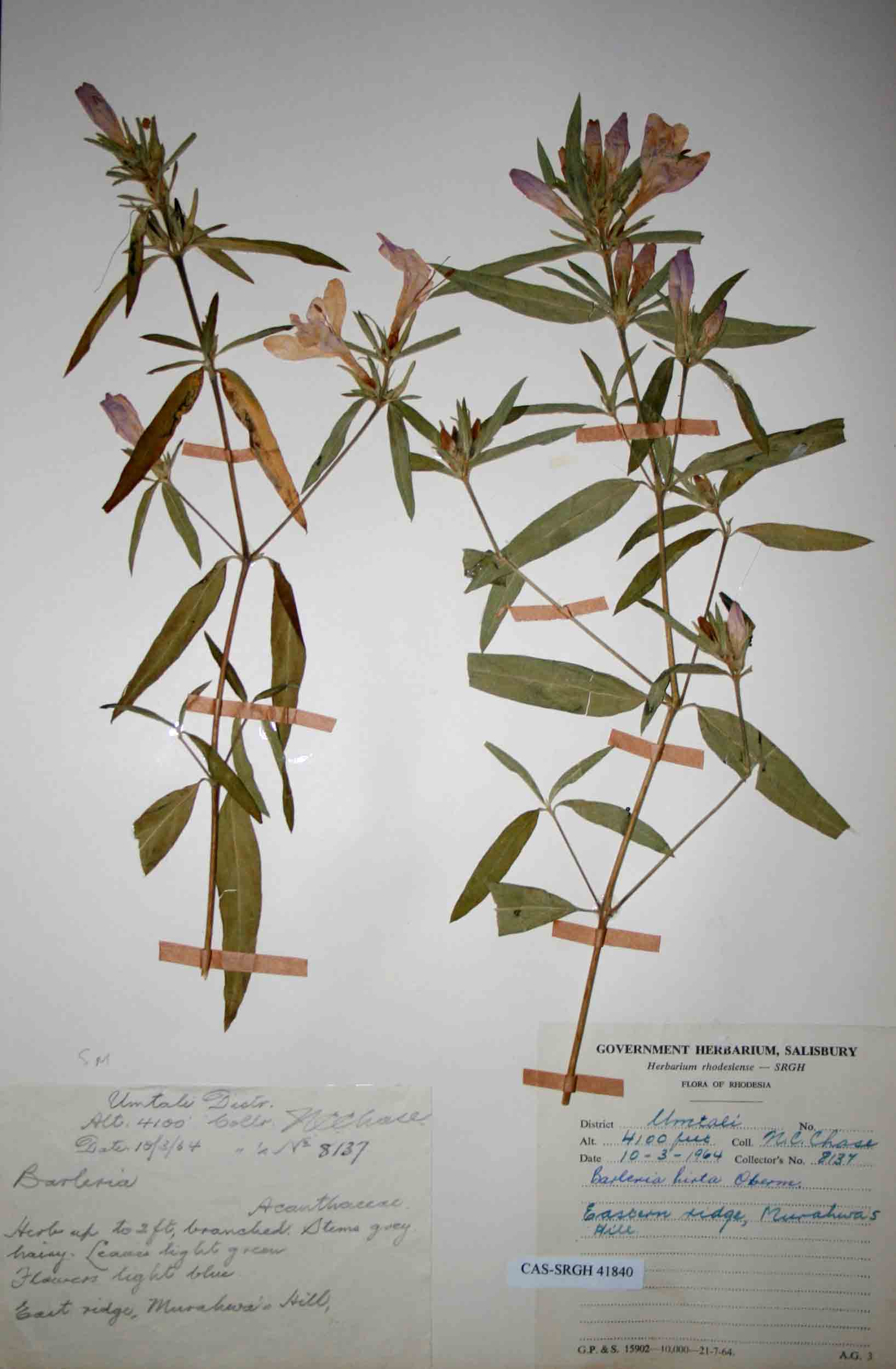 Barleria hirta