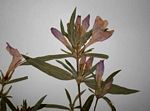 Barleria hirta