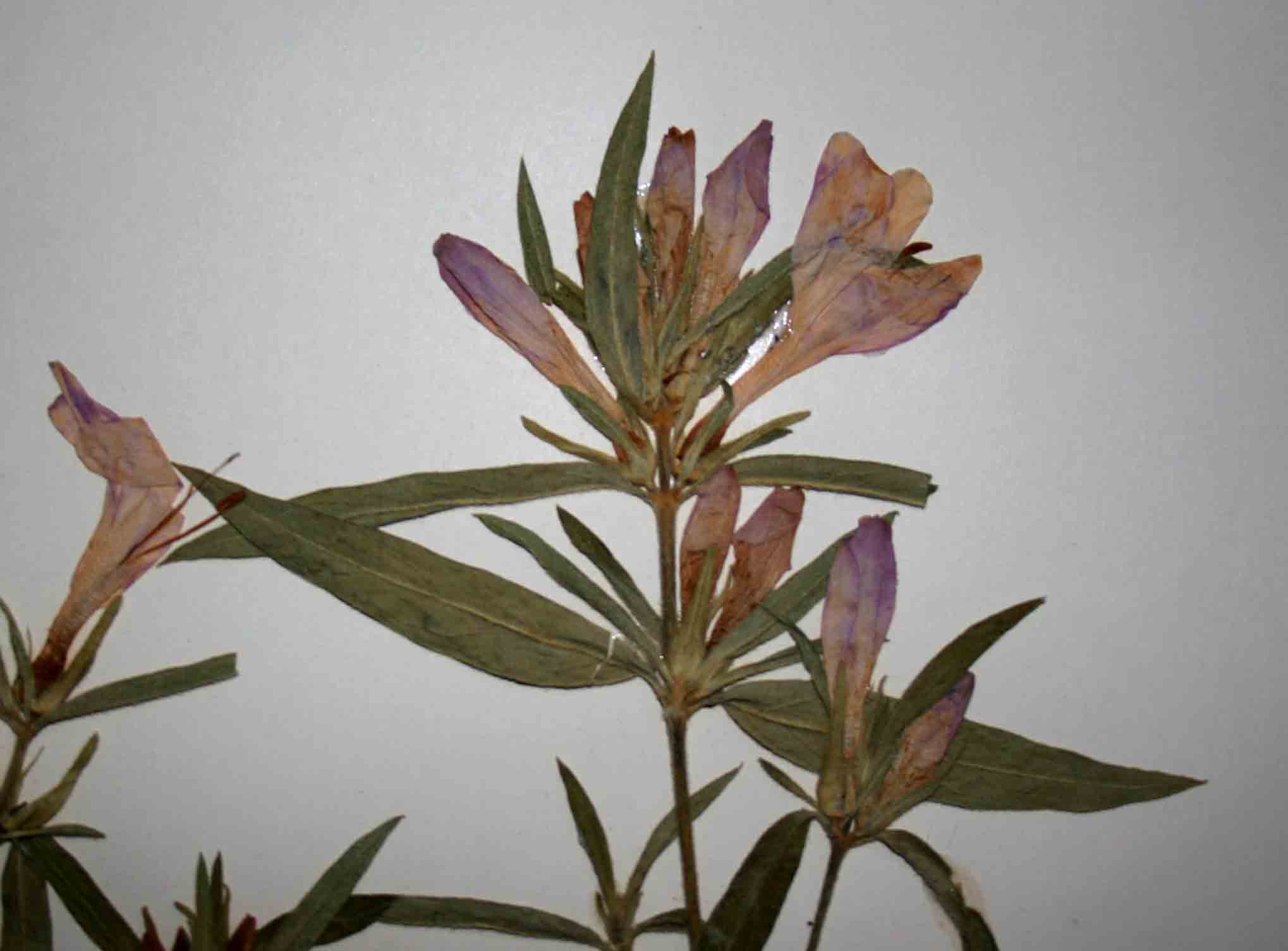 Barleria hirta